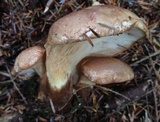 Tapinella atrotomentosa image