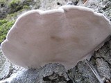 Fomes inzengae image