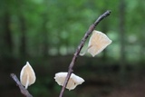 Hemimycena candida image