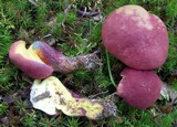 Boletochaete bicolor image