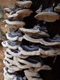 Trametes hirsuta image