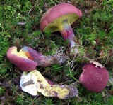 Boletochaete bicolor image