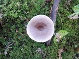 Lactarius mucidus image
