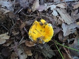Russula aurea image