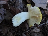 Russula aurea image