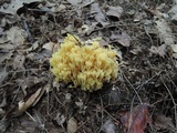 Ramaria flavescens image