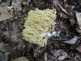 Ramaria flavescens image