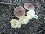 Russula veternosa image