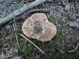 Russula veternosa image