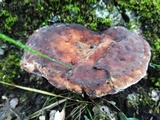 Laetiporus persicinus image
