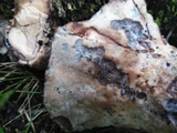 Laetiporus persicinus image