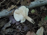 Lactarius mucidus image
