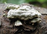 Trichaptum abietinum image