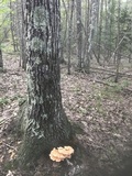 Laetiporus cincinnatus image