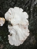 Laetiporus cincinnatus image