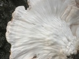 Laetiporus cincinnatus image