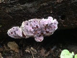 Punctularia atropurpurascens image