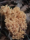 Ramaria flava image