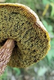 Aureoboletus russellii image