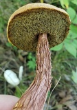 Aureoboletus russellii image