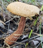 Aureoboletus russellii image