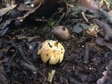 Geastrum pectinatum image