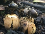 Geastrum pectinatum image