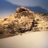 Stilbohypoxylon quisquiliarum image