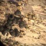 Stilbohypoxylon quisquiliarum image