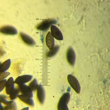 Stilbohypoxylon quisquiliarum image