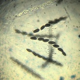 Hypoxylon ferrugineum image