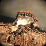 Hypoxylon ferrugineum image