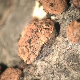 Hypoxylon ferrugineum image