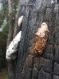 Reticularia lycoperdon image