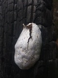 Reticularia lycoperdon image