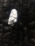 Reticularia lycoperdon image