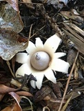 Geastrum velutinum image