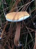 Austroboletus gracilis image