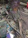 Punctularia atropurpurascens image