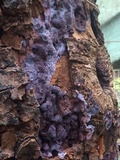 Punctularia atropurpurascens image