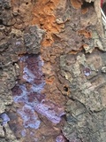 Punctularia atropurpurascens image