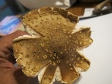 Amanita flavorubens image