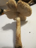Amanita flavorubens image