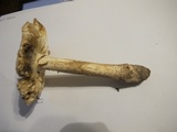 Amanita rubescens var. rubescens image