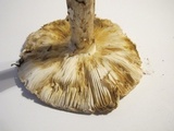 Amanita rubescens var. rubescens image