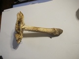 Amanita rubescens var. rubescens image
