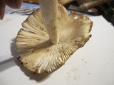 Amanita sect. Vaginatae image
