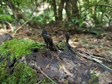 Xylaria cubensis image