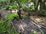 Xylaria cubensis image