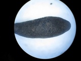 Xylaria cubensis image